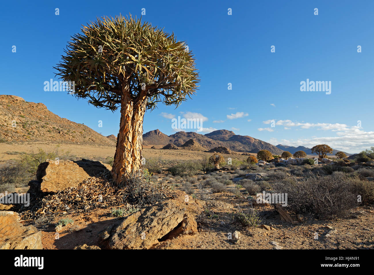 Il paesaggio del deserto con un fremito di alberi (Aloe dichotoma), Northern Cape, Sud Africa Foto Stock