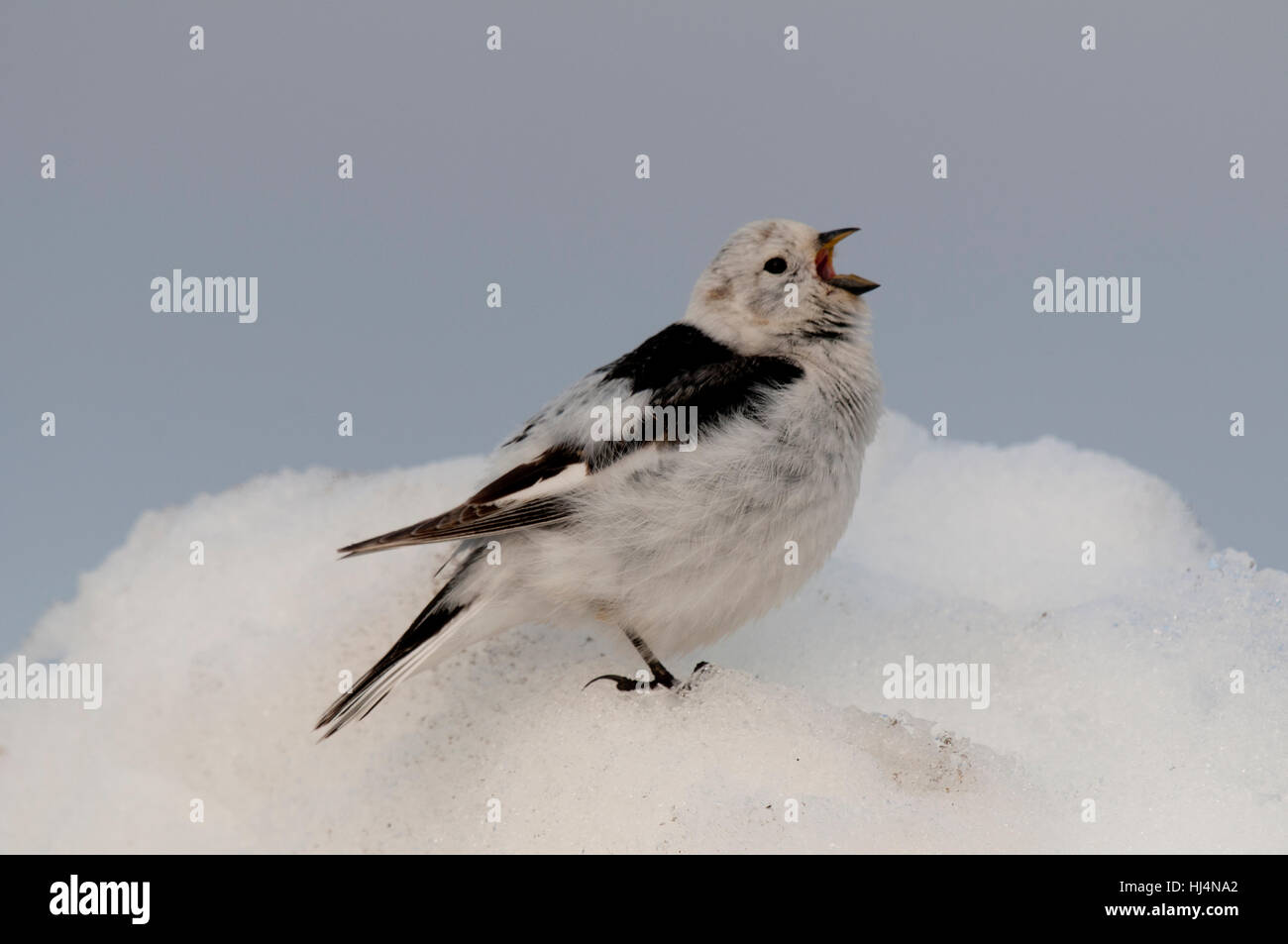 Snow bunting (Plectrophenax nivalis nivalis) cantando su un cumulo di neve vicino a Barrow Alaska Foto Stock