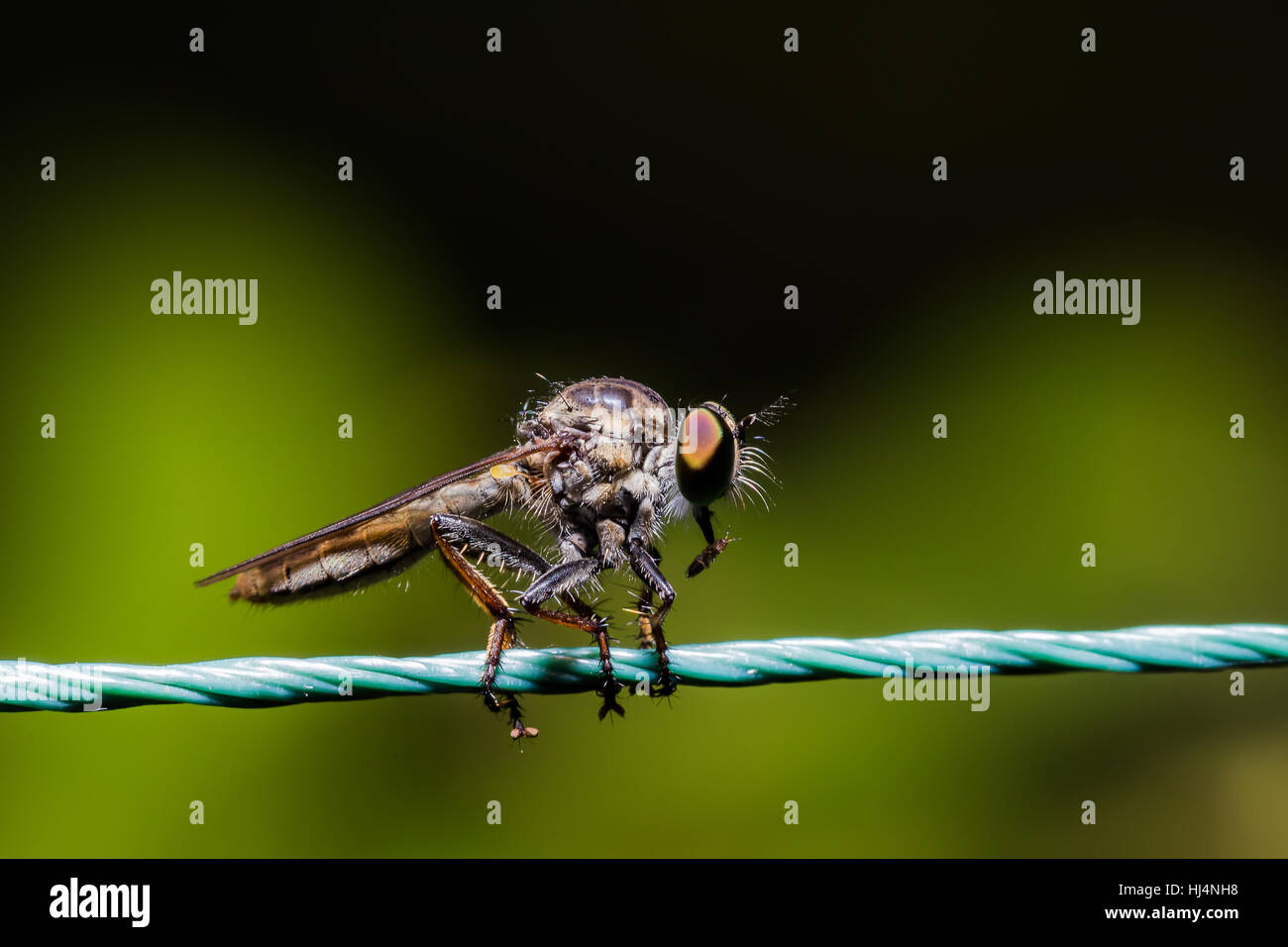 Robber Fly, assassin fly (Asilidae) sulla fune Foto Stock