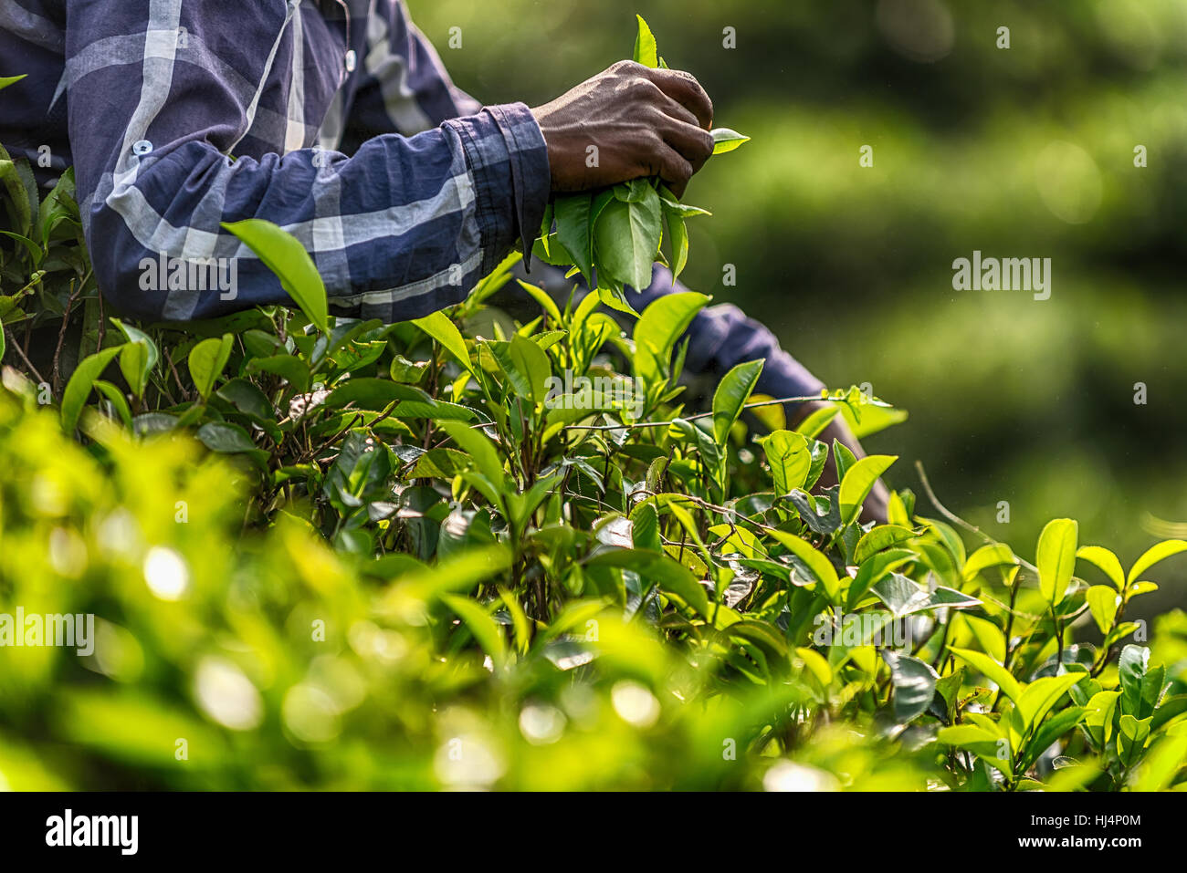 Sri Lanka: collezione di tè in piantagione Foto Stock