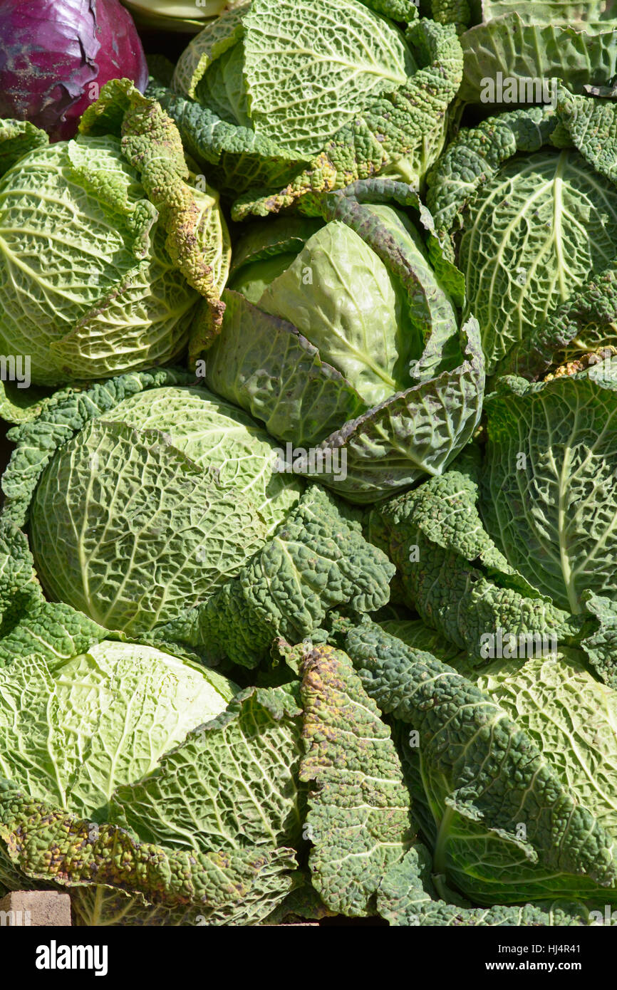 Savoy cavoli cappucci per la vendita al di fuori del negozio di fruttivendolo Foto Stock