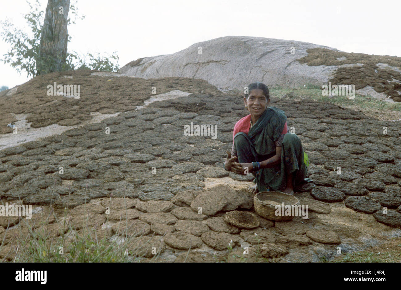 INDIA donna si asciuga gli sgabelli fuori nel sole per il carburante Foto Stock