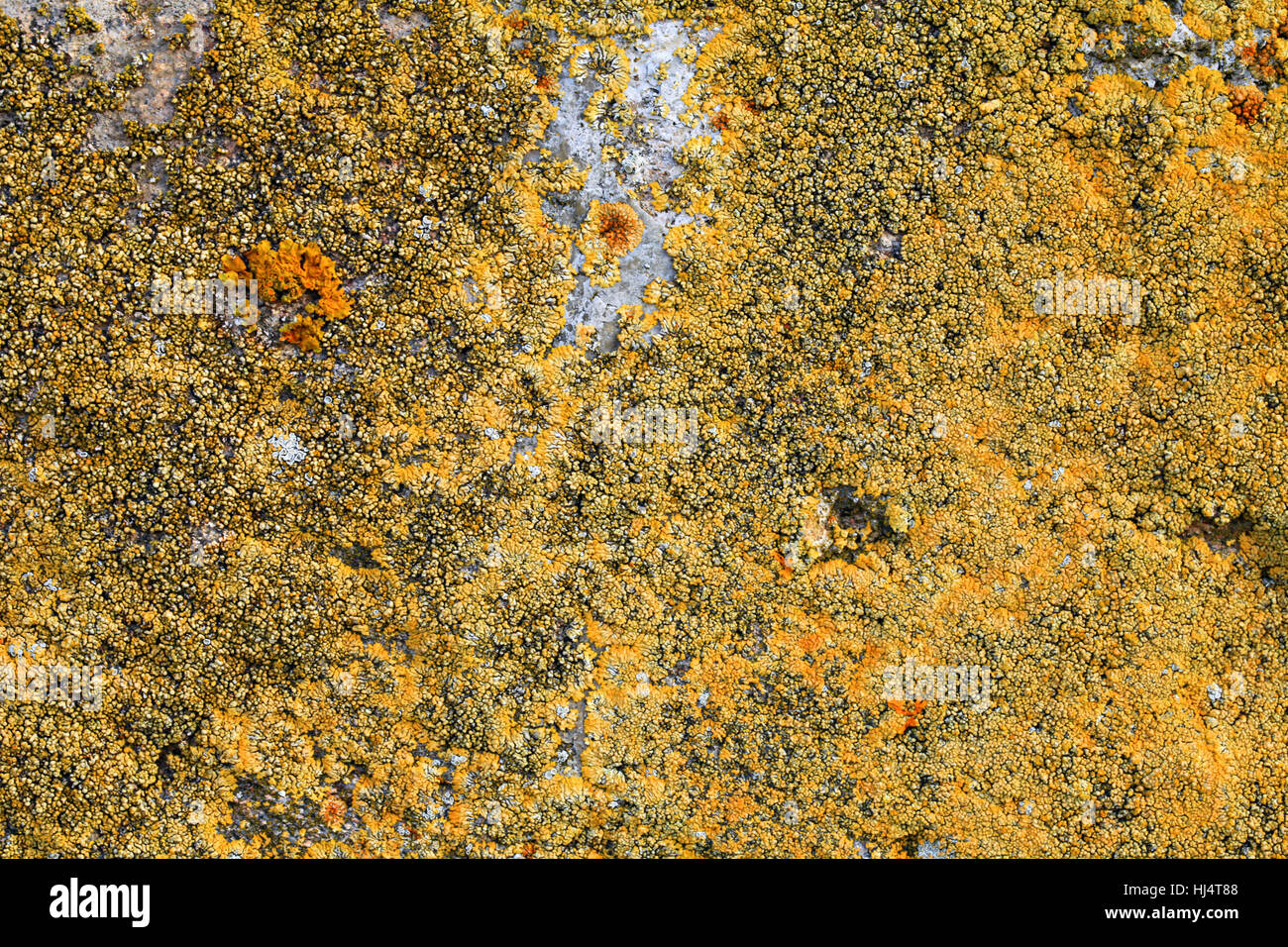La natura dello sfondo. La superficie della pietra con licheni e muschi texture Foto Stock