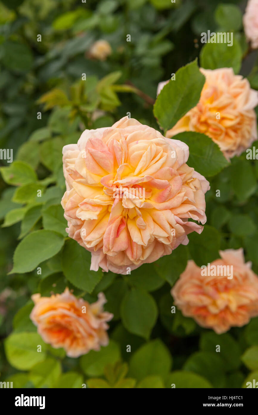 Peach-collor fiore di Rosa Alchymist Foto Stock