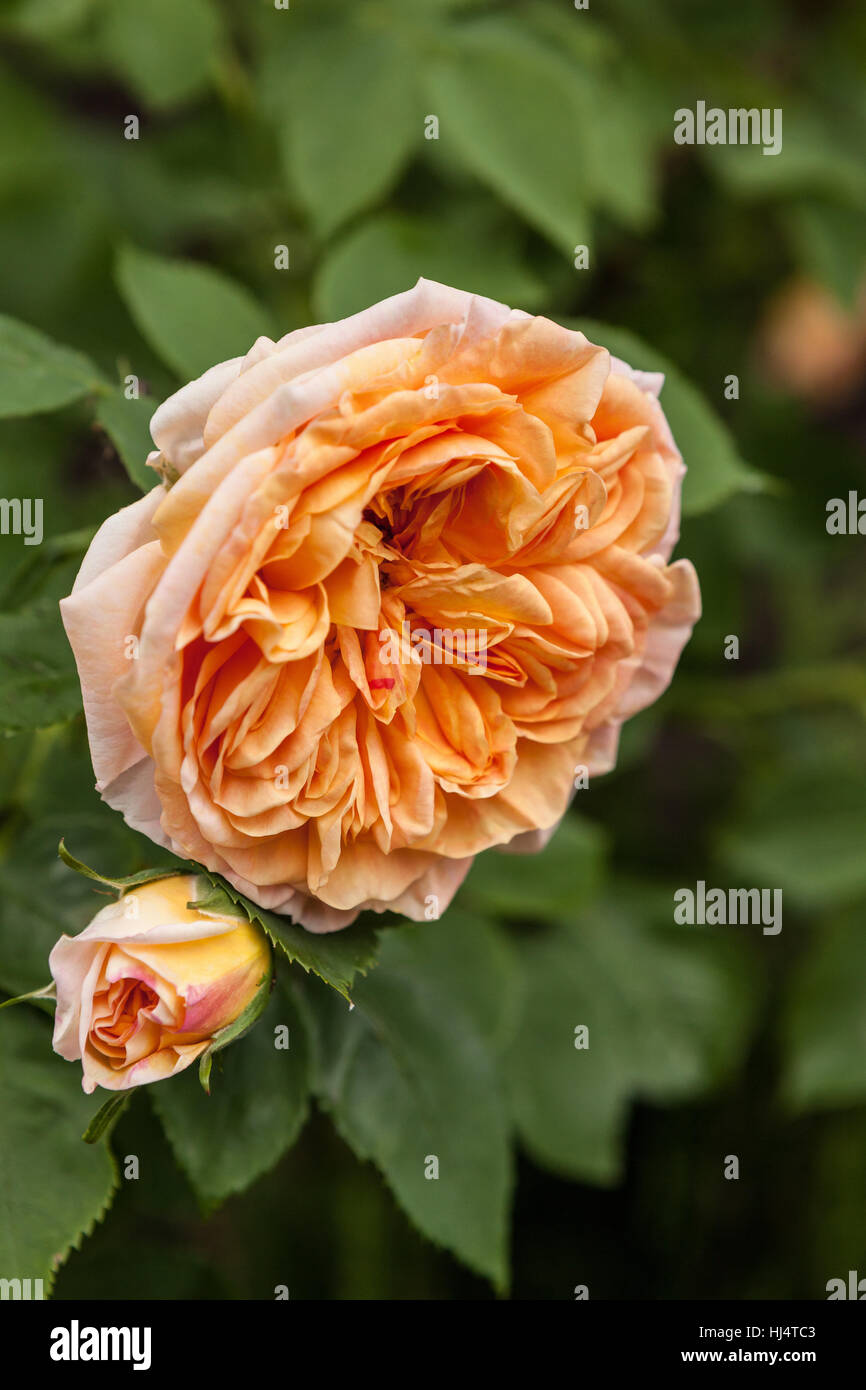 Peach-collor fiore di Rosa Alchymist Foto Stock