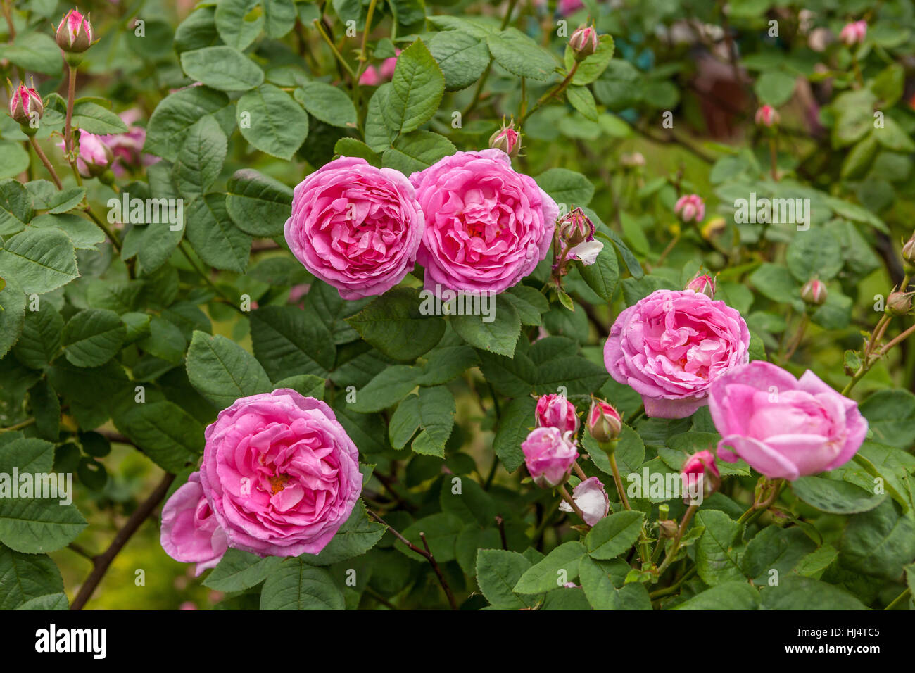 La famosa rosa centifolia Foliacea (La Provence Rose o cavolo Rose ) Foto Stock