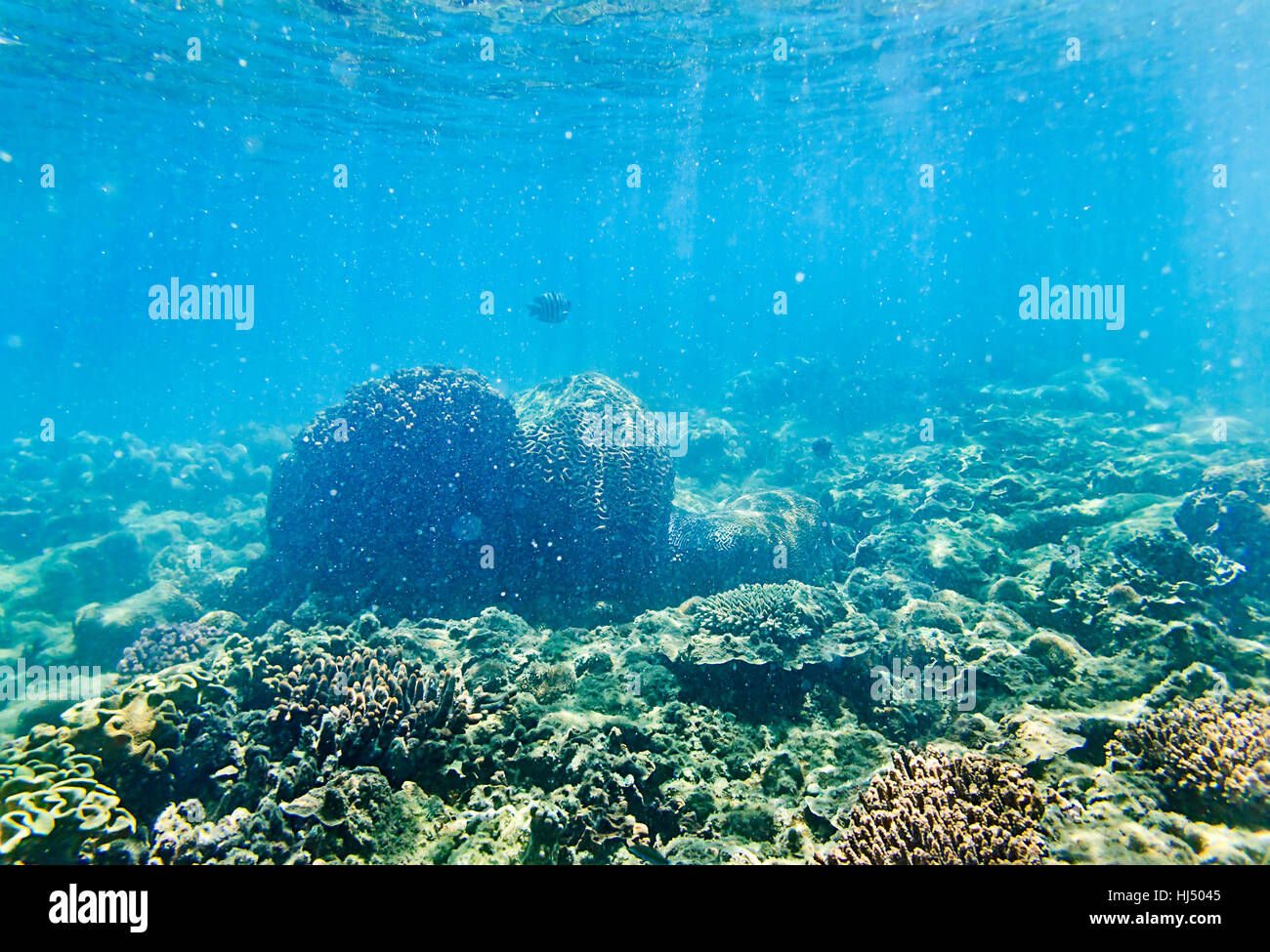 Luminosi raggi solari attraversando le acque poco profonde del Mare di corallo di illuminazione delle colonie di coralli e pesci di mare della Grande Barriera Corallina in Australia. Foto Stock