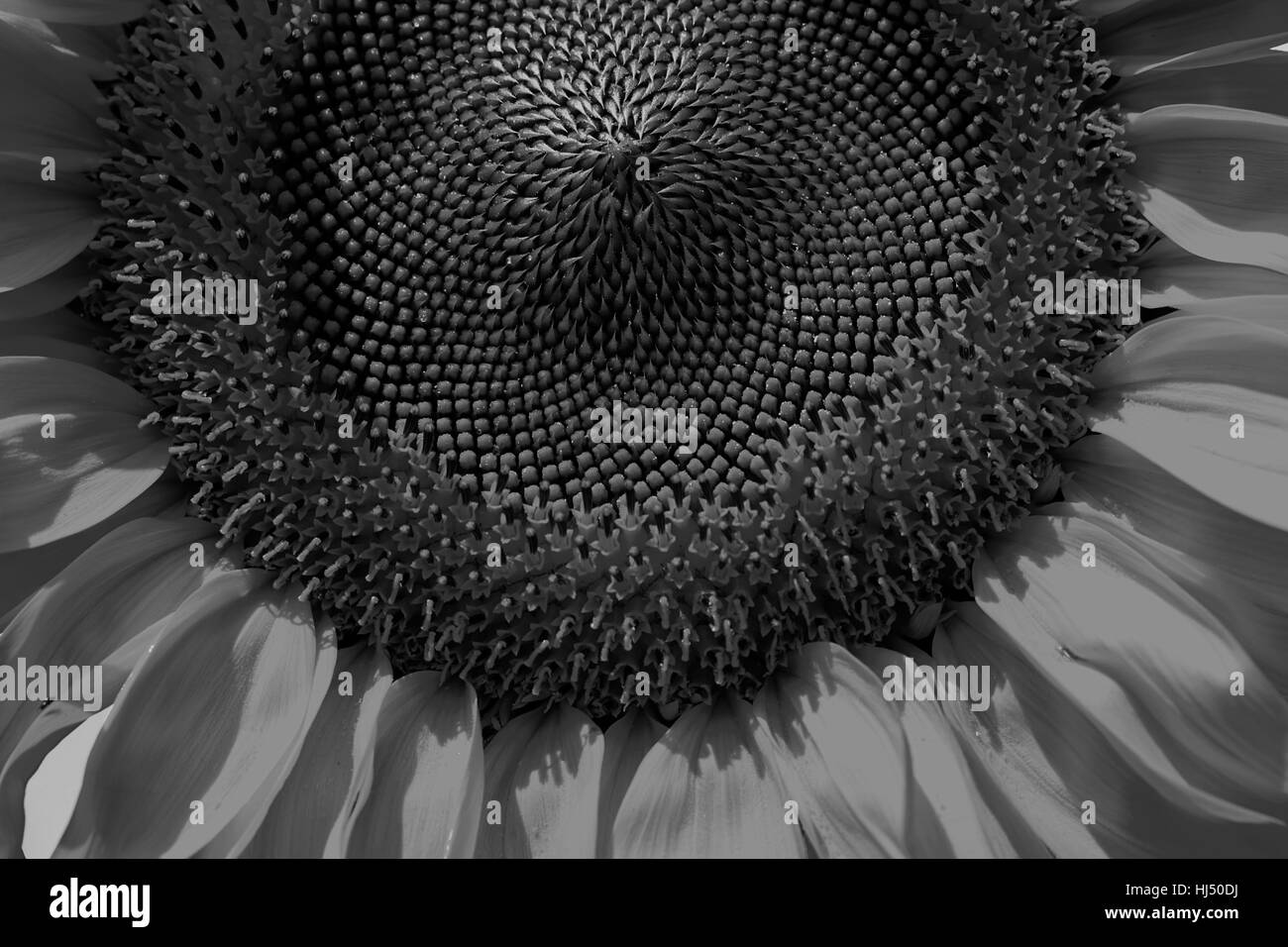 Semi di girasole in una giornata di sole, nota leggera profondità di campo Foto Stock