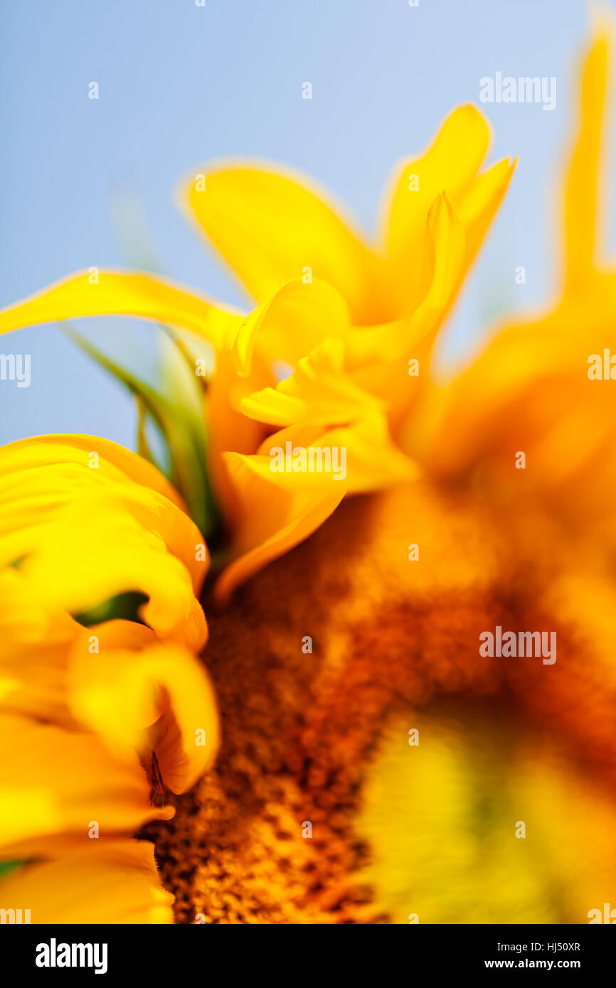 Parte del fiore di girasole, nota leggera profondità di campo Foto Stock