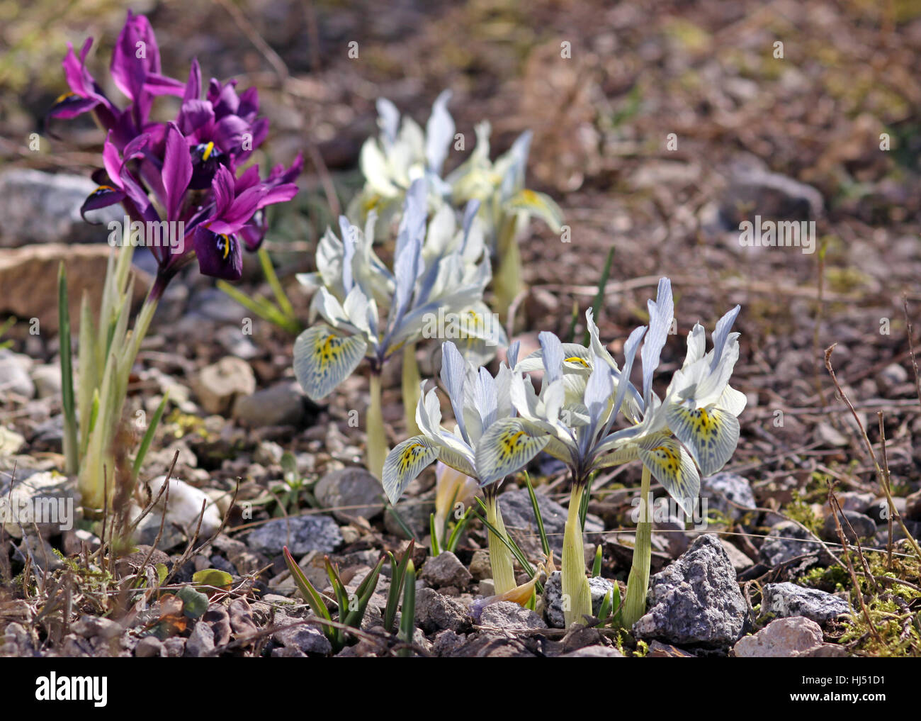 Iris, flora, botanica, molla, viola, azzurro, iris, venature, giallo, iris, Foto Stock