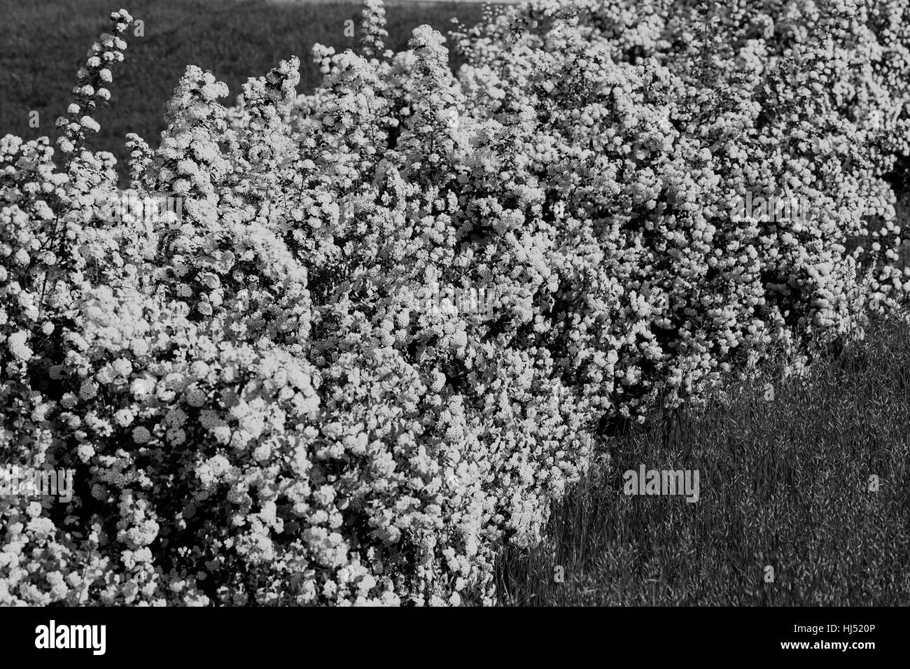 Boccola con piccoli fiori bianchi su rami in natura, nota leggera profondità di campo Foto Stock