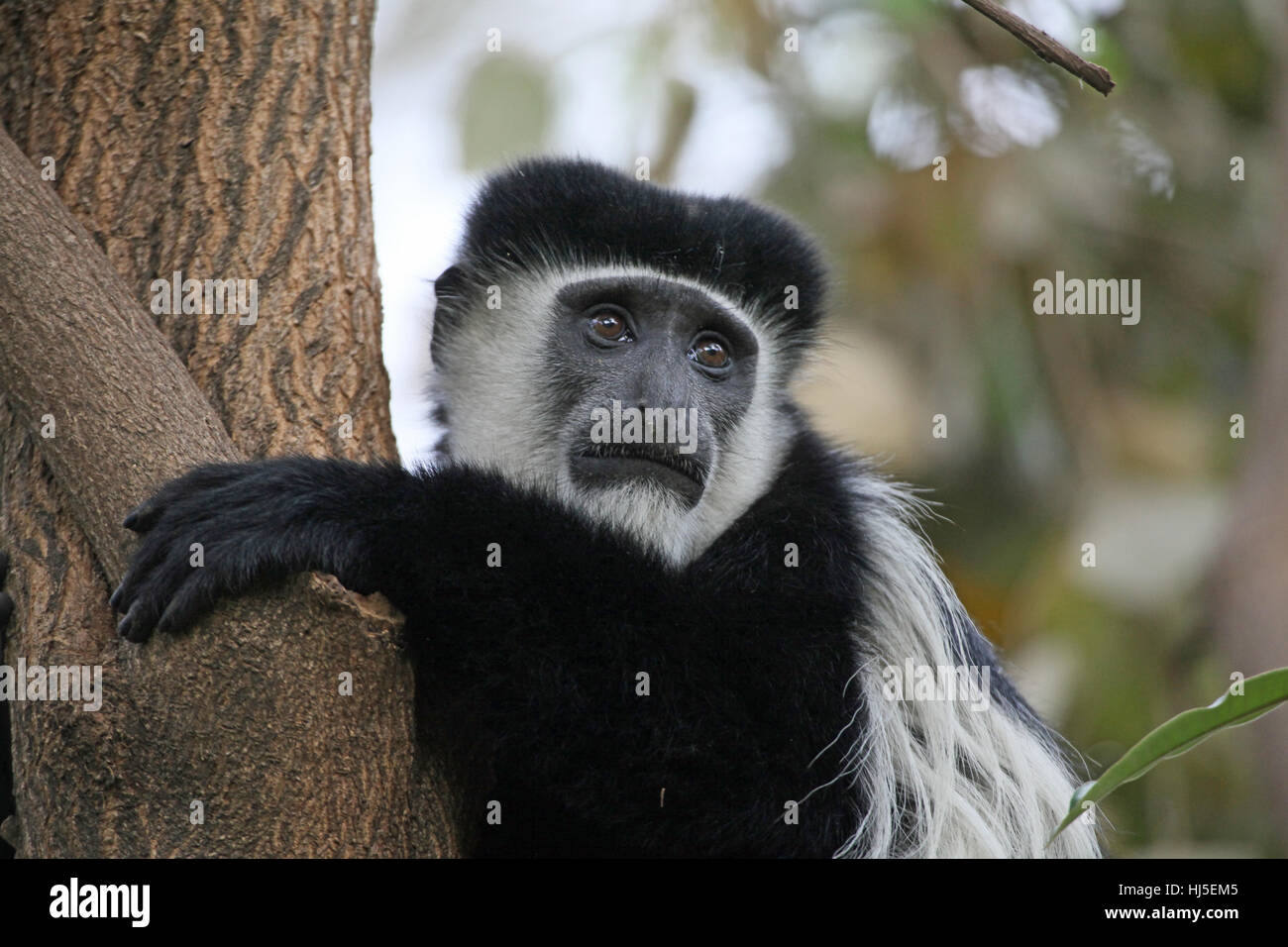 Kenya, scimmia, Kenya, scimmia, schwarz weisser stummelaffe, mantelaffe, colobus Foto Stock