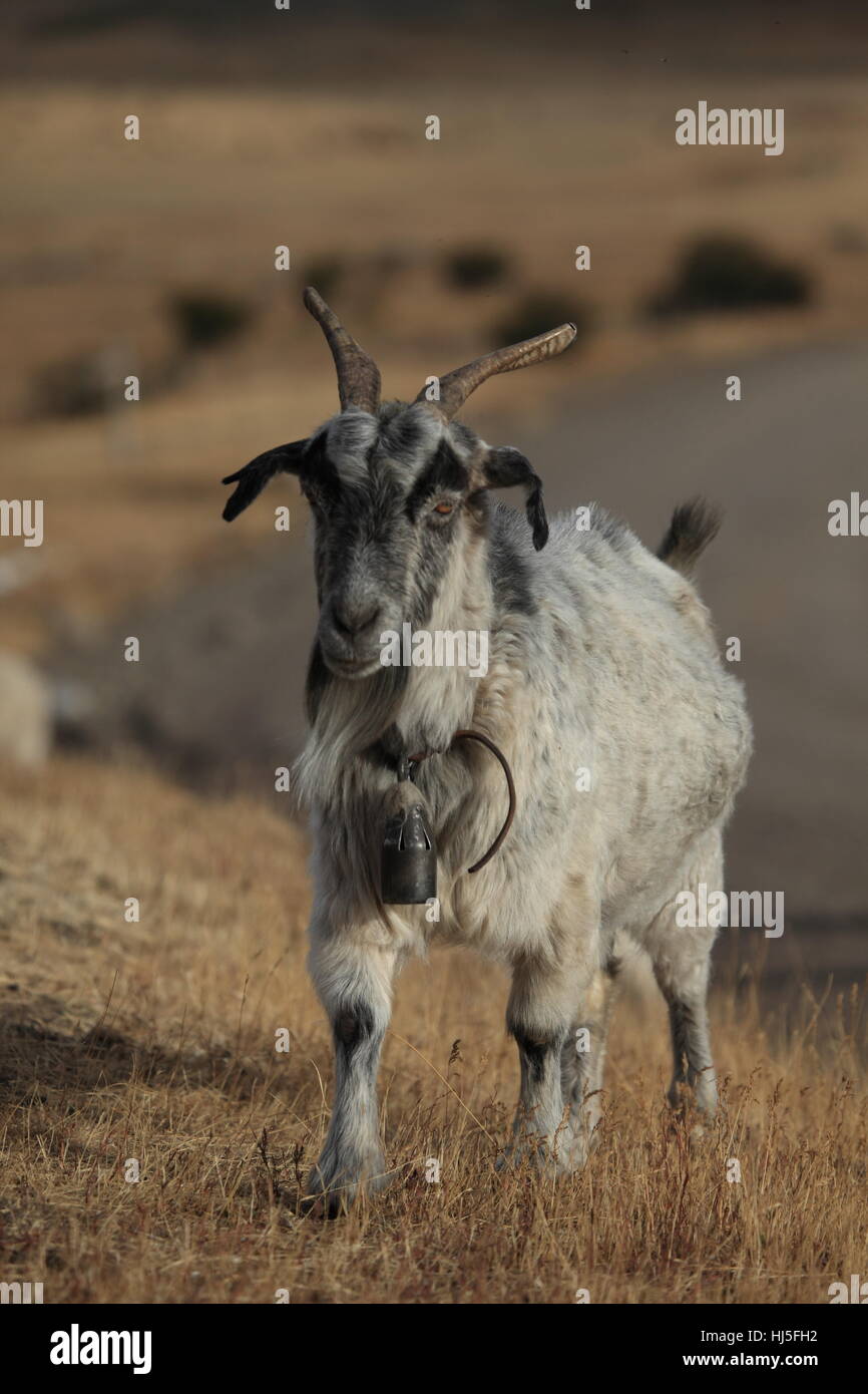 La capra, capre, pecore, Cile, allevamento, Sud America, il gregge di pecore Pecore (pl.), Foto Stock