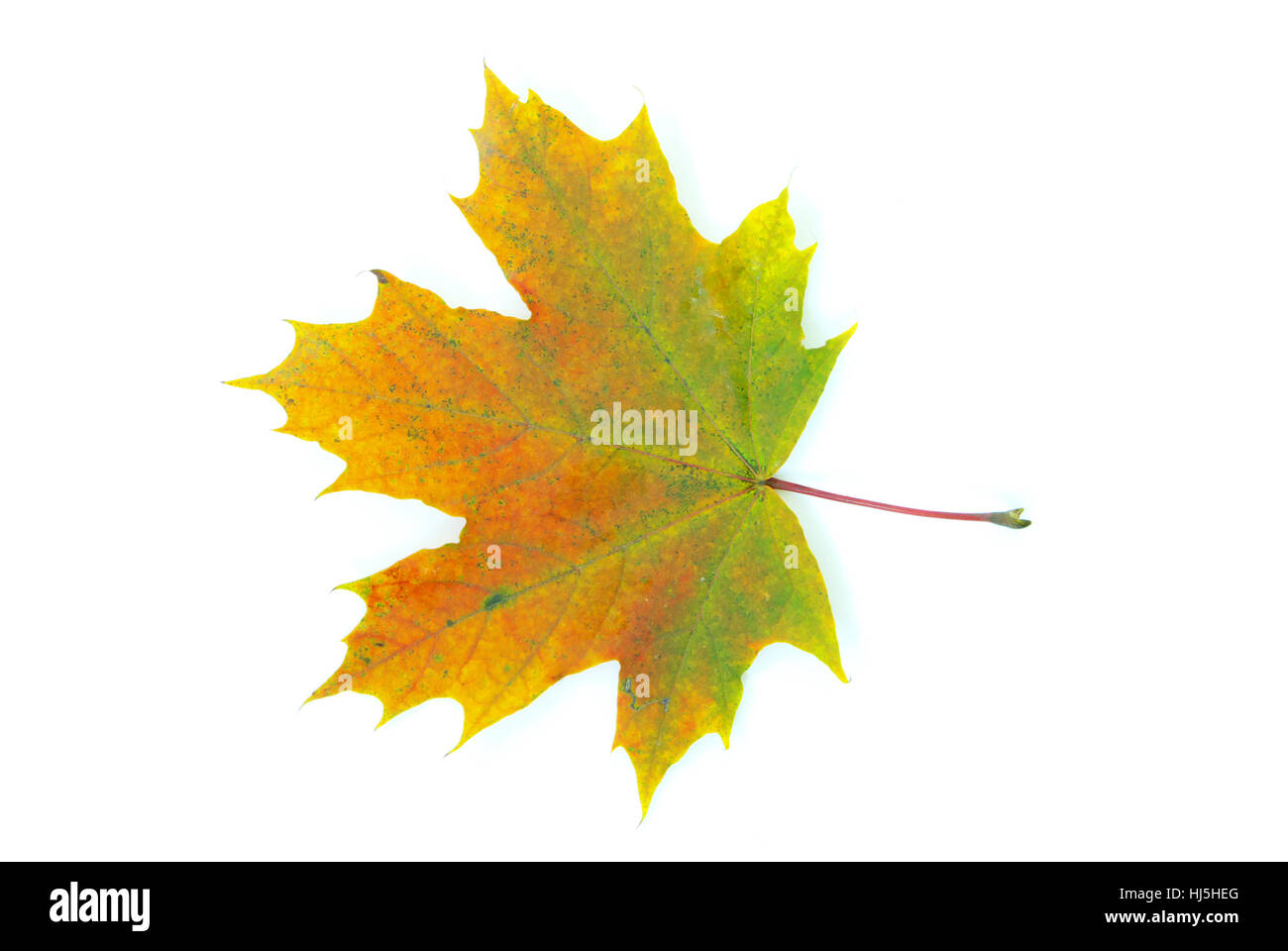 Foglia, isolato, colore, albero, alberi, botanica, autunnale, Golden, decorazione, asciutto, Foto Stock