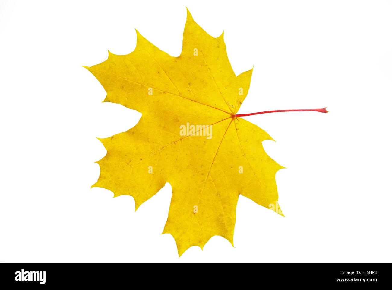 Foglia, isolato, colore, albero, alberi, botanica, autunnale, Golden, decorazione, asciutto, Foto Stock
