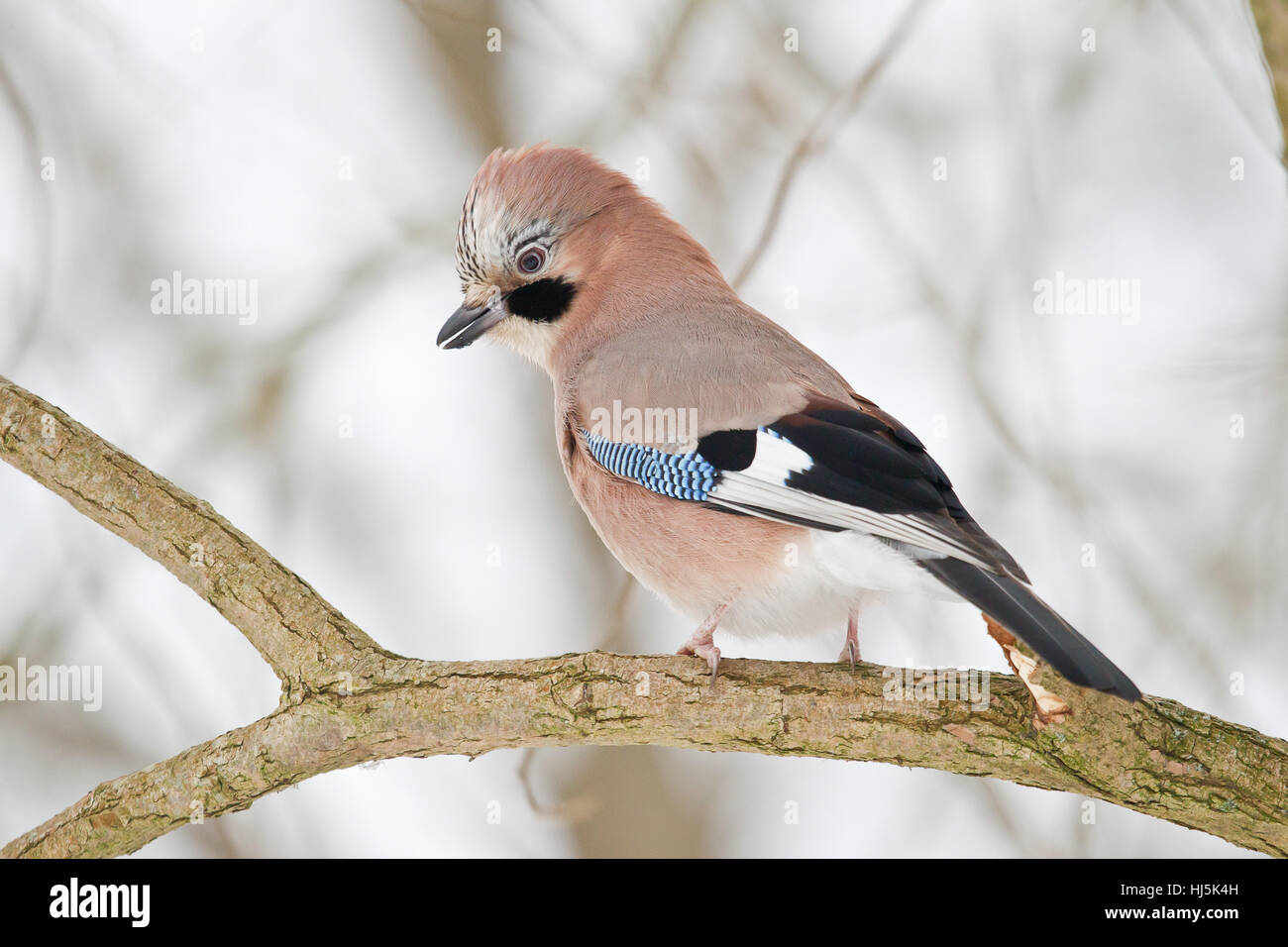 Jay Foto Stock