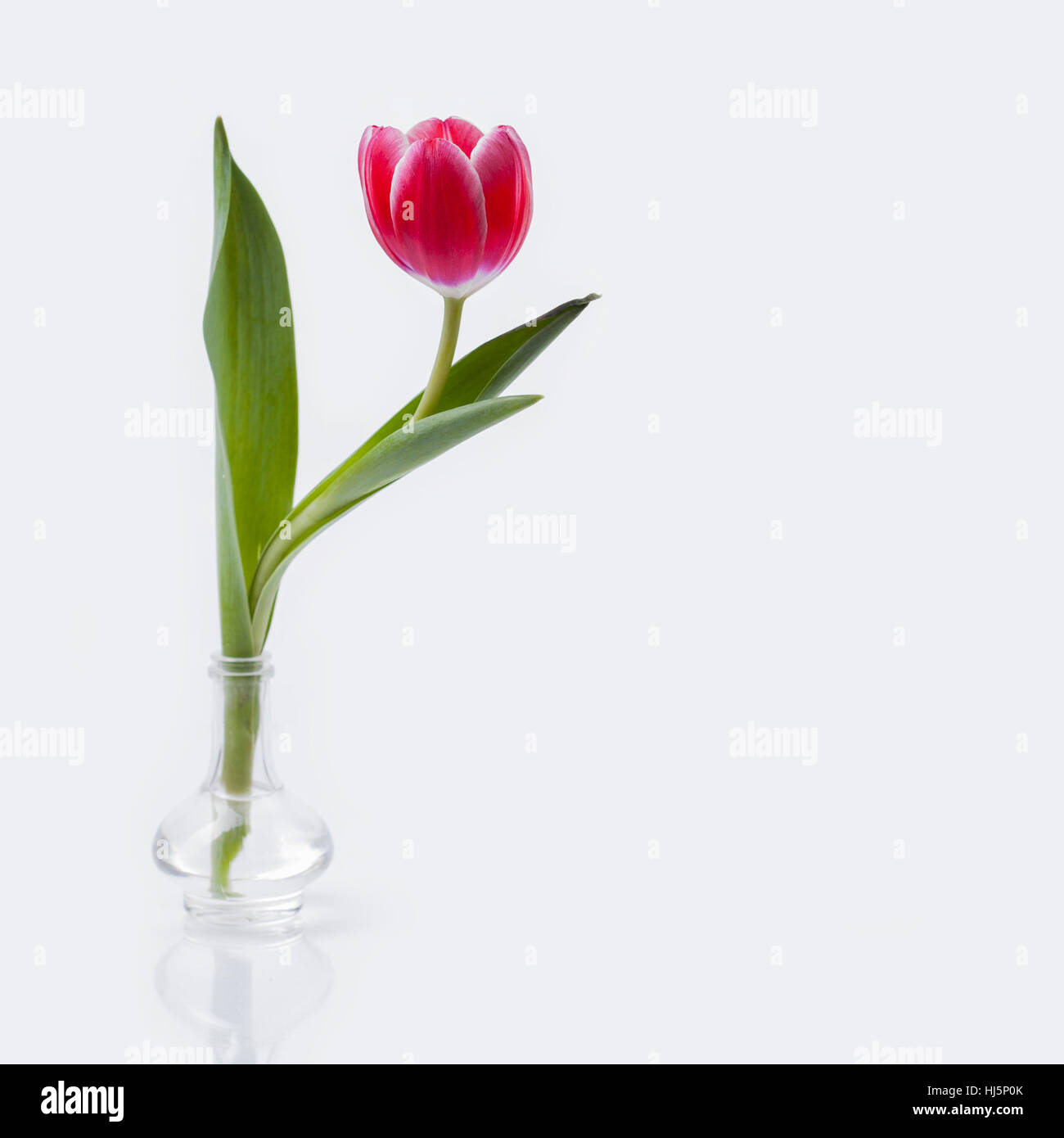 tulipano 2 Foto Stock