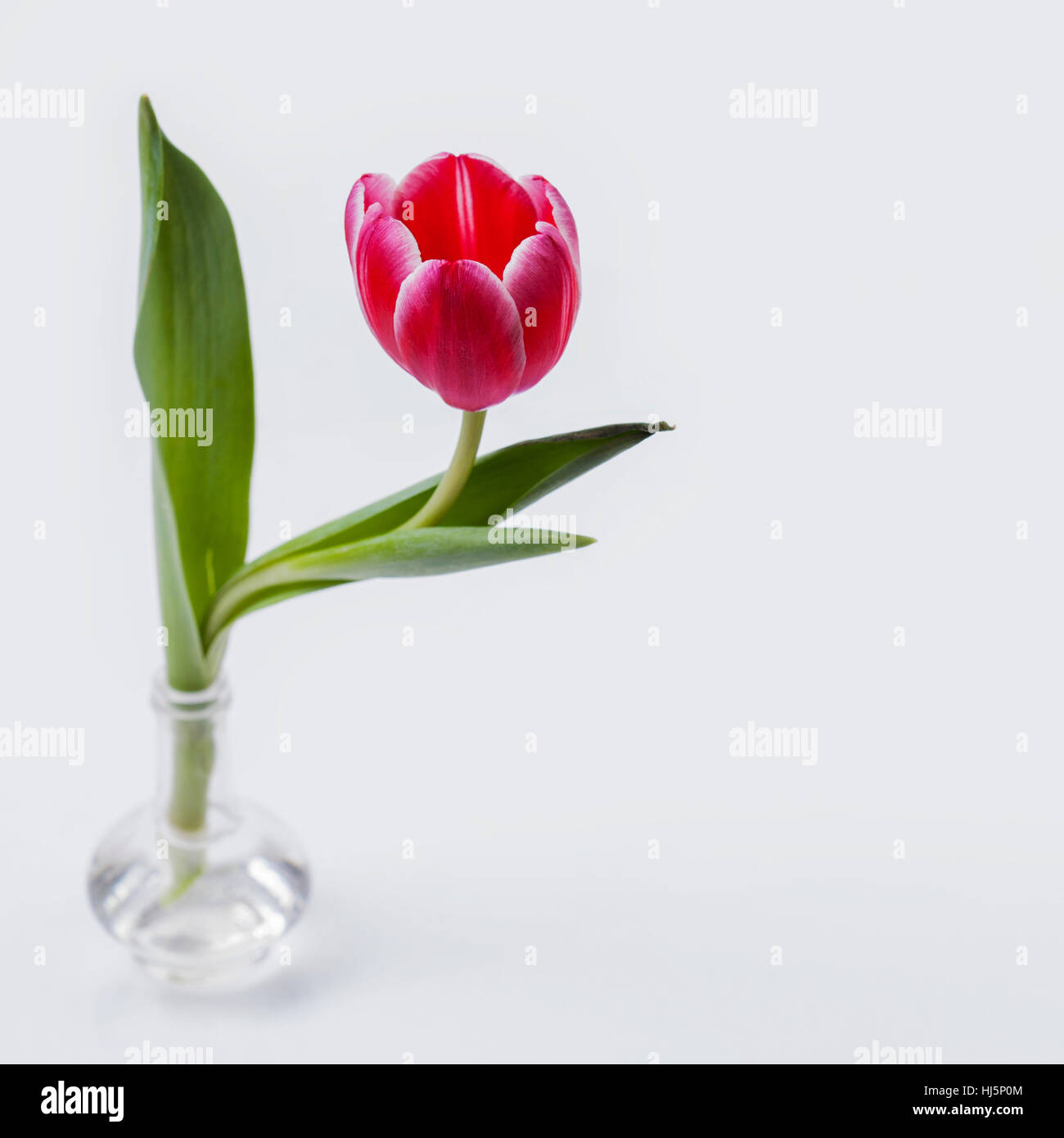 tulipano 1 Foto Stock