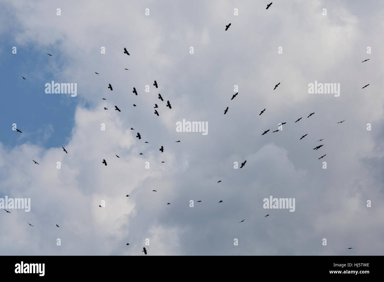 Un cerchietto giallo-fatturati Choughs (Pyrrhocorax graculus) nel cielo sopra Gasa Dzong, Bhutan. Foto Stock