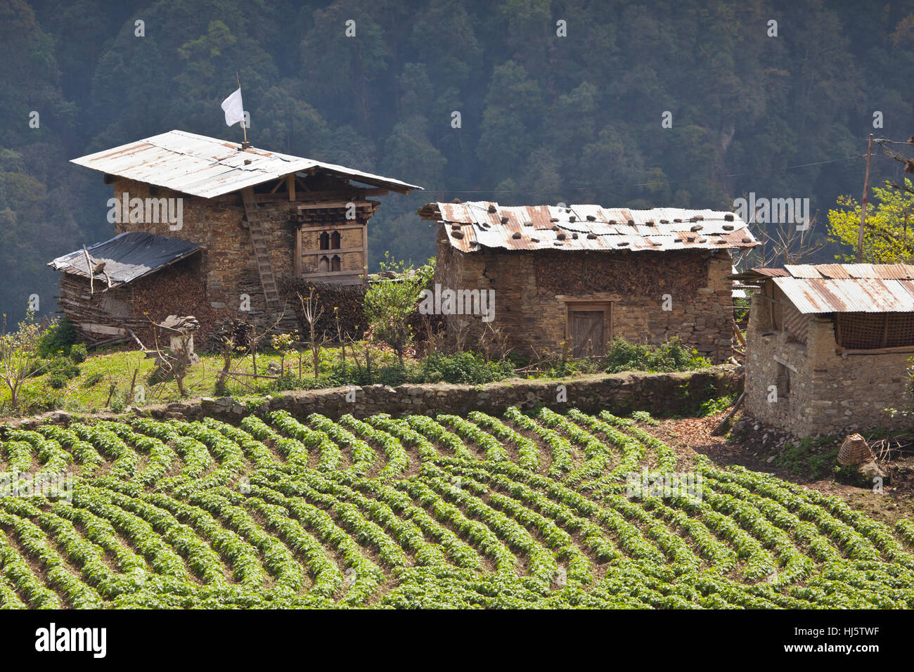 Fattoria di tradizionali edifici con un raccolto di patate nel Mo Chhu Valley, Gasa, Bhutan. Foto Stock
