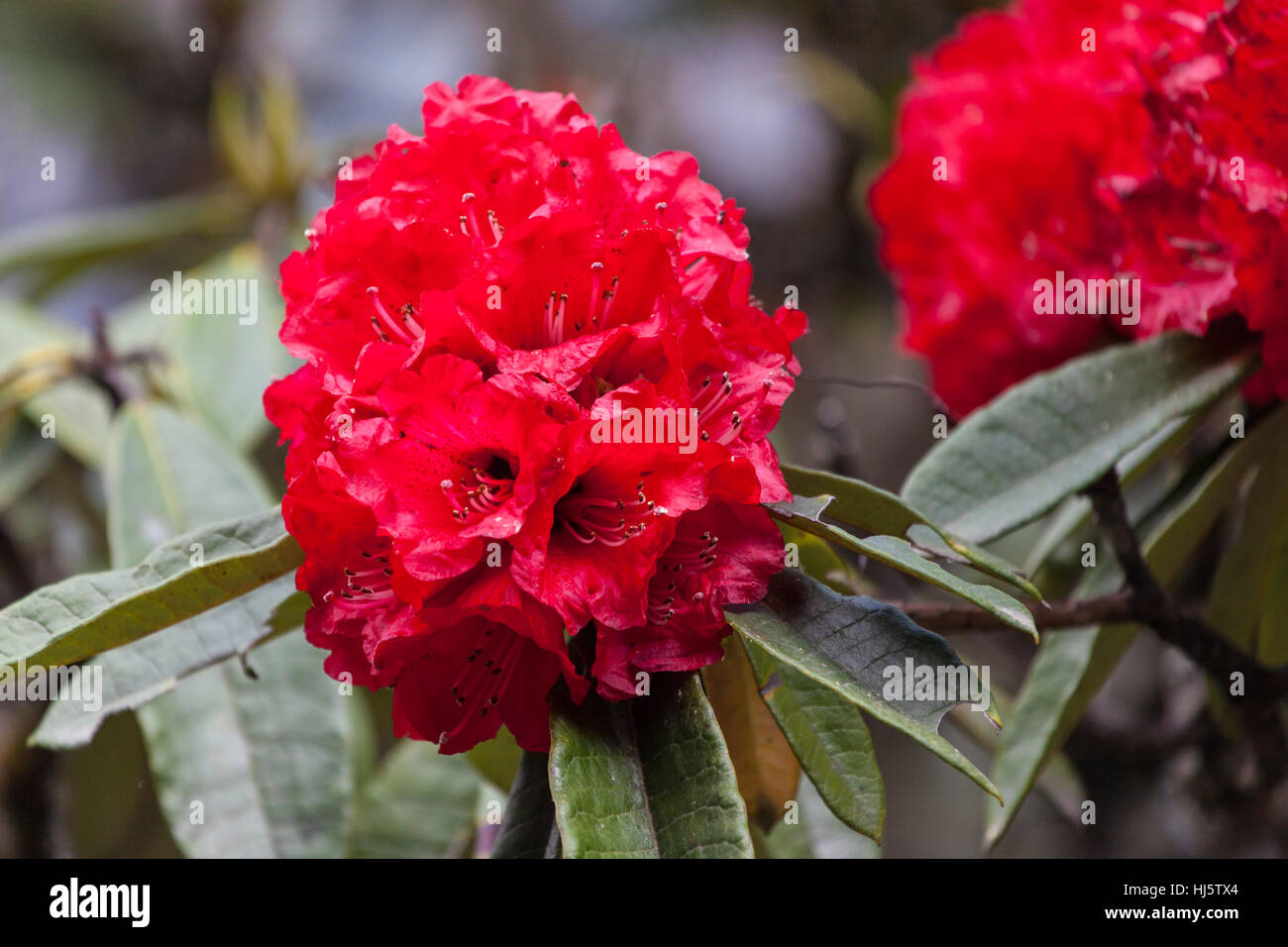 Red rododendri (ETO metop) in Gasa, Bhutan. A piedi giù per la primavera calda. Foto Stock