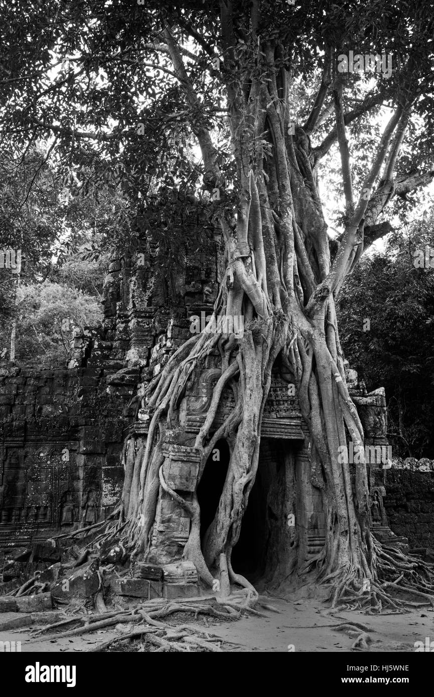 Siem Reap, Siem Reap, Cina. 7 Nov, 2016. Siem Reap, Cambodia-November 7 2016: (solo uso editoriale. Cina OUT) .la foto in bianco e nero di Angkor Wat in Siem Reap, Cambogia. Angkor Wat è un complesso tempio in Cambogia e il più grande monumento religioso nel mondo, con la misurazione del sito 162,6 ettari (1,626,000 m2; 402 acri). Esso è stato originariamente costruito come un tempio indù di dio Vishnu per l'Impero Khmer, trasformando progressivamente in un tempio buddista verso la fine del XII secolo. Credito: SIPA Asia/ZUMA filo/Alamy Live News Foto Stock