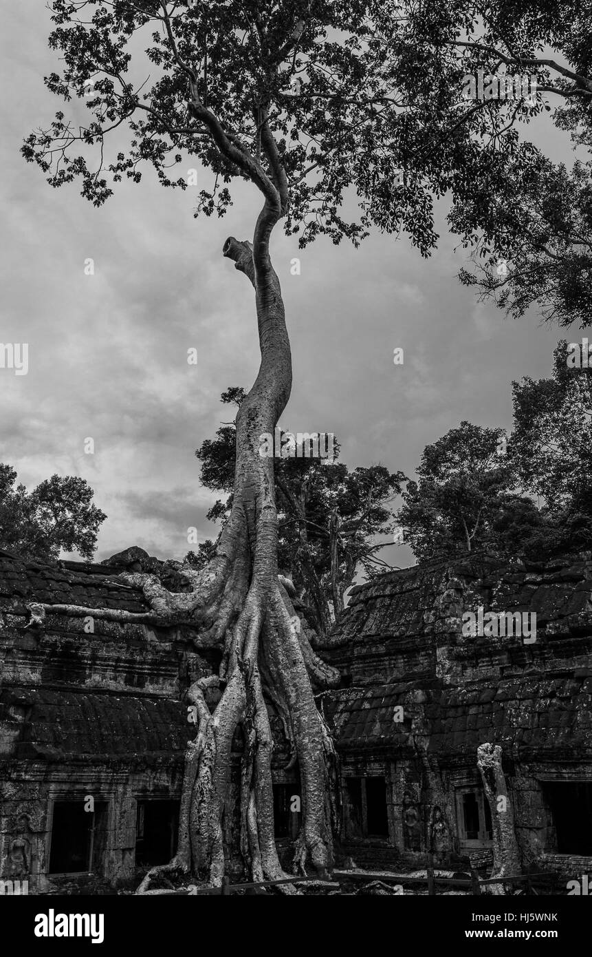 Siem Reap, Siem Reap, Cina. 7 Nov, 2016. Siem Reap, Cambodia-November 7 2016: (solo uso editoriale. Cina OUT) .la foto in bianco e nero di Angkor Wat in Siem Reap, Cambogia. Angkor Wat è un complesso tempio in Cambogia e il più grande monumento religioso nel mondo, con la misurazione del sito 162,6 ettari (1,626,000 m2; 402 acri). Esso è stato originariamente costruito come un tempio indù di dio Vishnu per l'Impero Khmer, trasformando progressivamente in un tempio buddista verso la fine del XII secolo. Credito: SIPA Asia/ZUMA filo/Alamy Live News Foto Stock