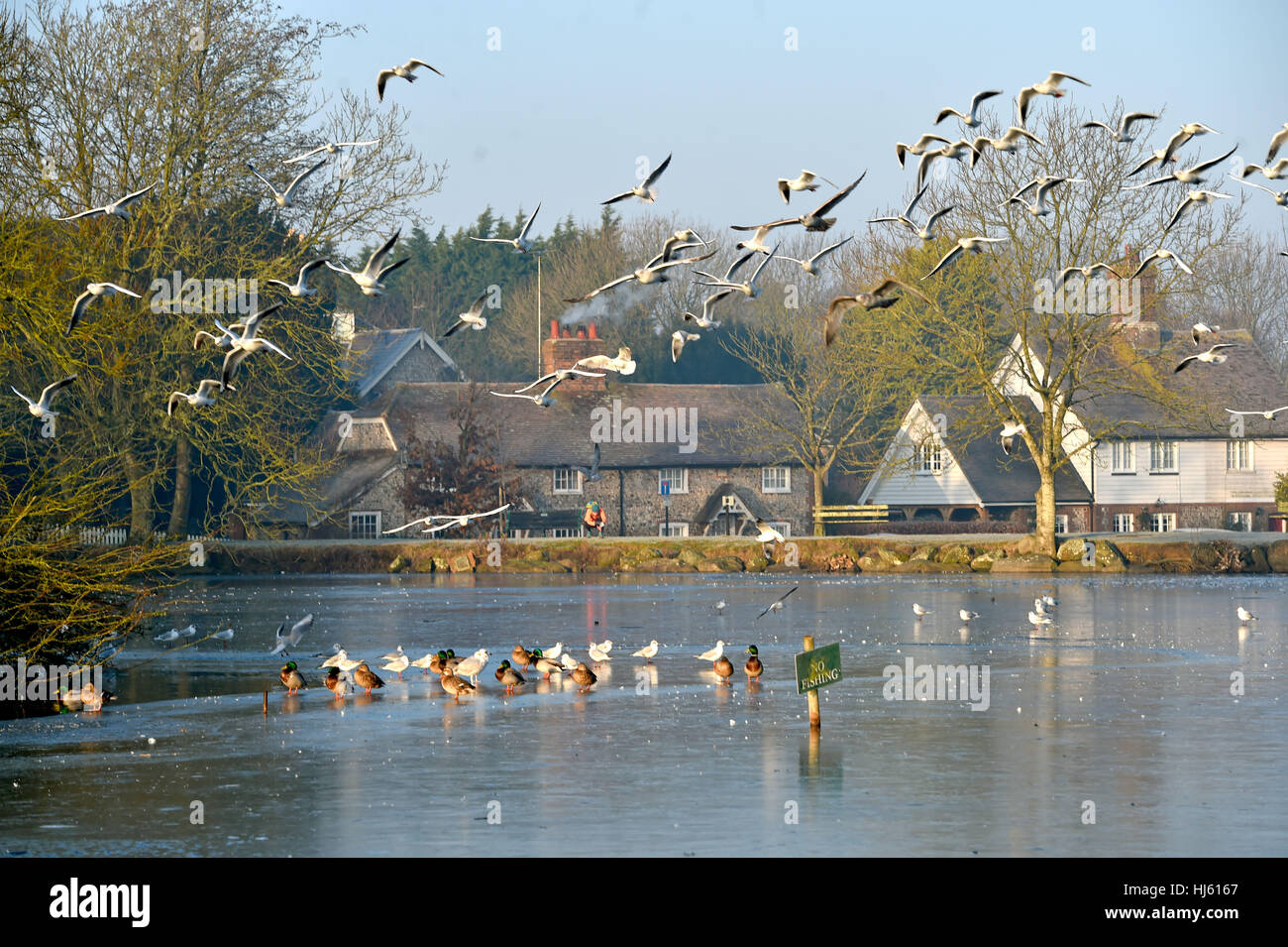 Brighton Sussex, Regno Unito. Il 22 gennaio, 2017. Anatre e gabbiani dal laghetto congelato a Falmer vicino a Brighton come il freddo continua in tutta la Gran Bretagna meridionale con temperature meteo a scendere a meno 5 gradi centigradi in alcune aree Credito: Simon Dack/Alamy Live News Foto Stock