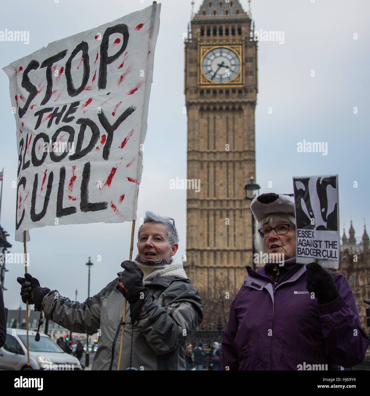 Londra, UK. Il 26 gennaio, 2017. I manifestanti hanno marciato attraverso il centro di Londra a dimostrare contro i governi un supporto continuo per badger ABBATTIMENTO NEL REGNO UNITO. Il mese di marzo è stata seguita da una veglia al di fuori le case del Parlamento nel vecchio cortile del Parlamento. David Rowe/ Alamy Live News Foto Stock