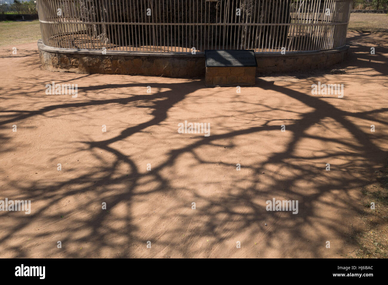 Ombra di 400 anno vecchio baobab con recinzione metallica in India Foto Stock