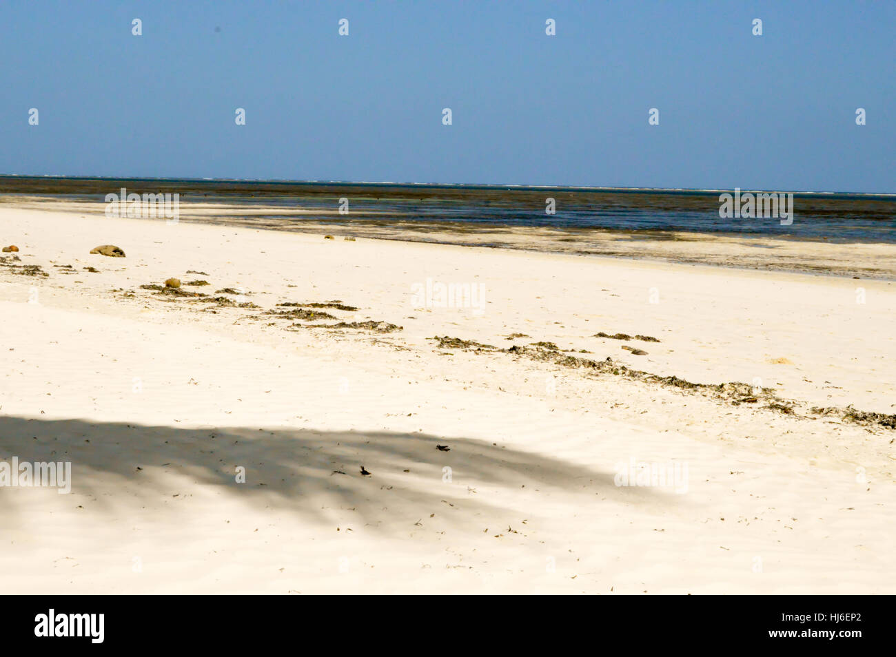 L'ombra di una palma con lo sfondo del mare a Mombasa in Kenya Foto Stock