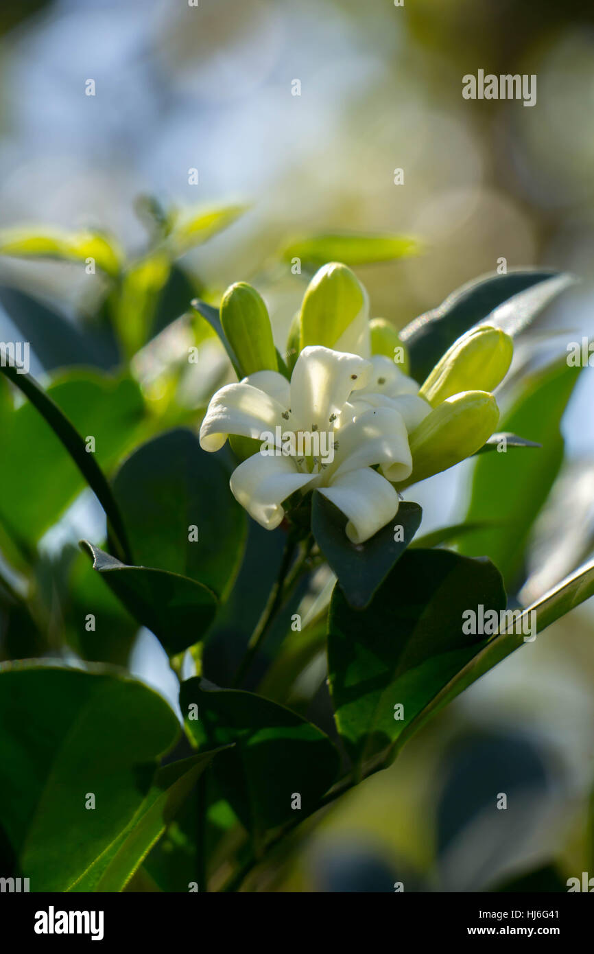 Fiori di colore bianco con foglie verdi. Foto Stock