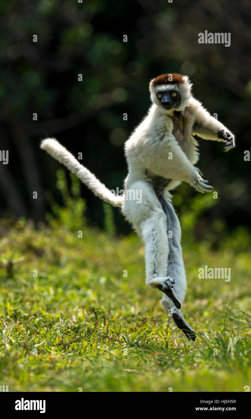 Un Verreaux Sifaka Lemur bipedally saltando in avanti e di spostamento laterale in spazio aperto di dry-foresta del Madagascar, ottobre 2016 Foto Stock Un Verreaux Sifaka Lemur bipedally saltando in avanti e di spostamento laterale in spazio aperto di dry-foresta del Madagascar, ottobre 2016 Foto Stock