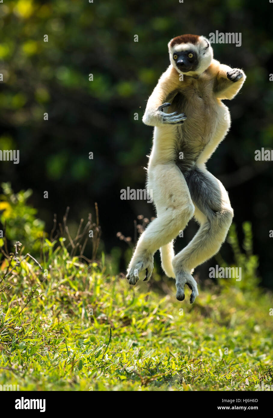 Un Verreaux Sifaka Lemur bipedally saltando in avanti e di spostamento laterale in spazio aperto di dry-foresta del Madagascar, ottobre 2016 Foto Stock Un Verreaux Sifaka Lemur bipedally saltando in avanti e di spostamento laterale in spazio aperto di dry-foresta del Madagascar, ottobre 2016 Foto Stock