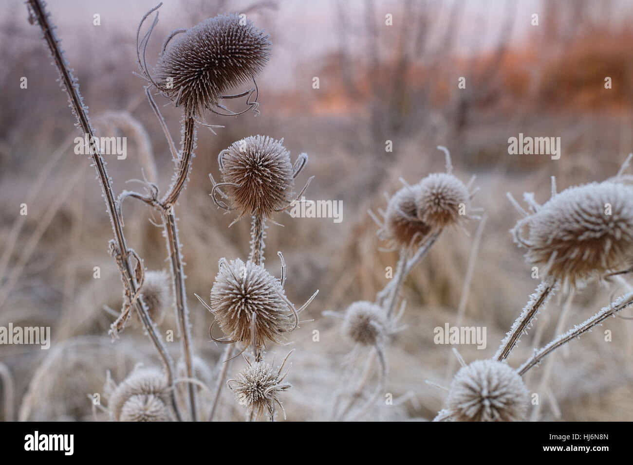 Coperto di brina Teasels in inizio di mattina di sole invernale Foto Stock