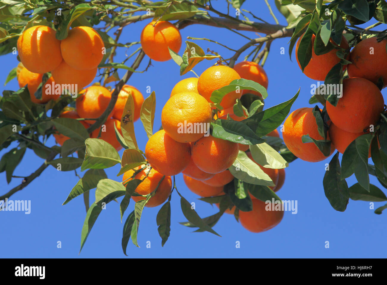 Tangerini su di una filiale di grandi dimensioni Foto Stock