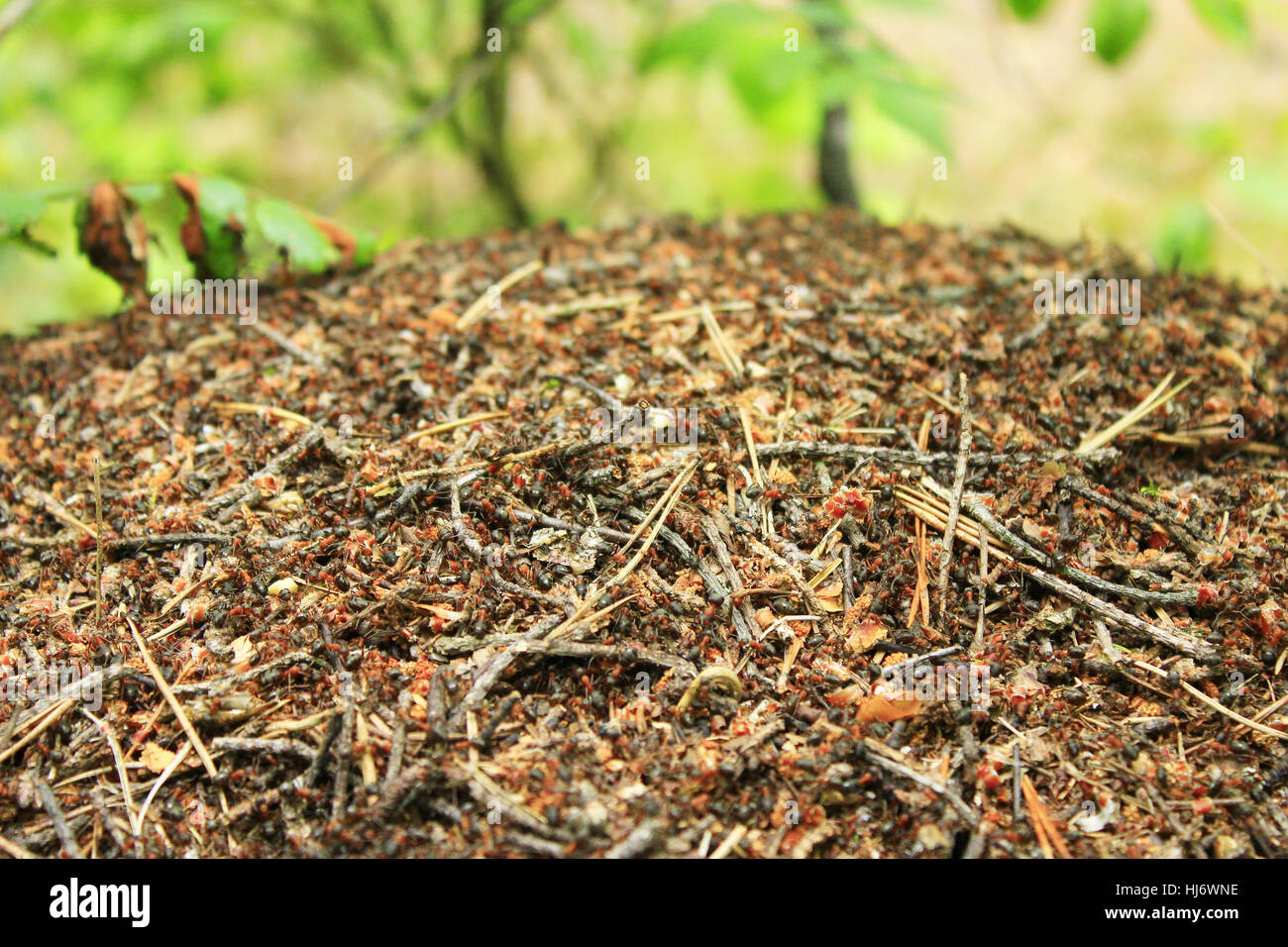 Vita nella grande ant hill nella foresta Foto Stock