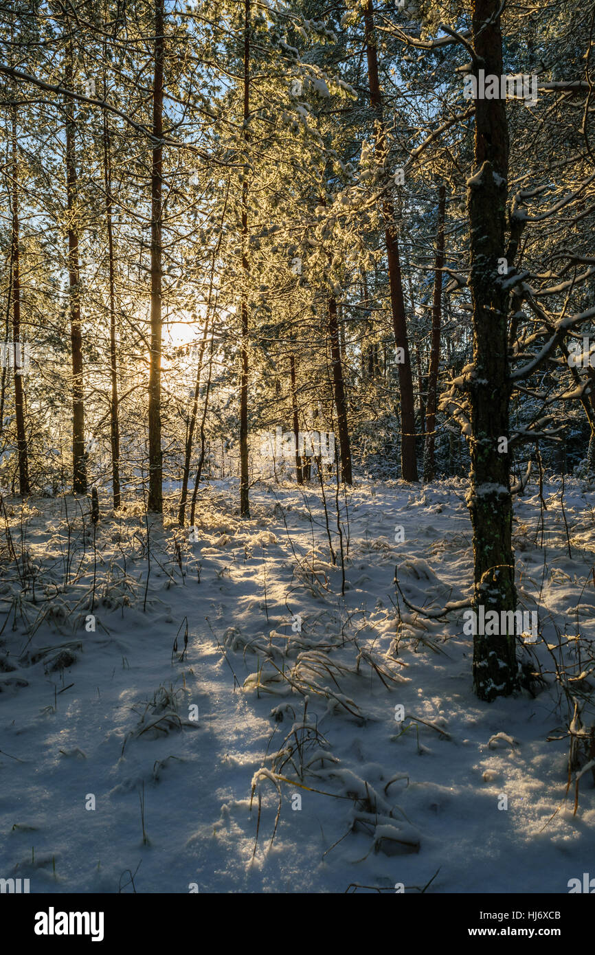 Il freddo, soleggiata giornata invernale in pino innevato paesaggio forestale Fotografia Foto Stock