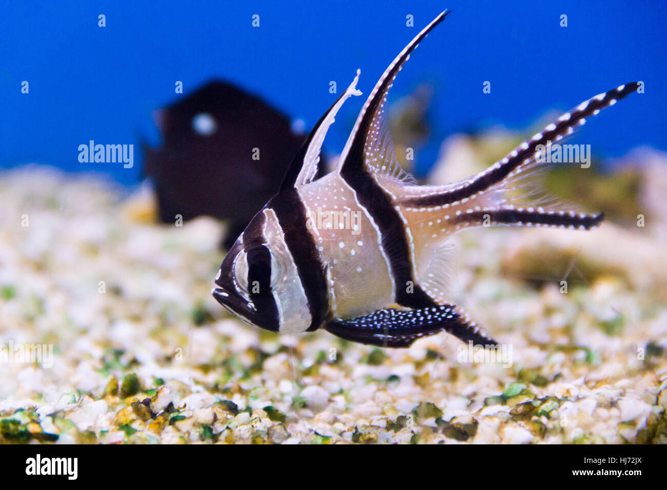 Foto di pesci di acquario apogon pterapogon kauderni Foto Stock