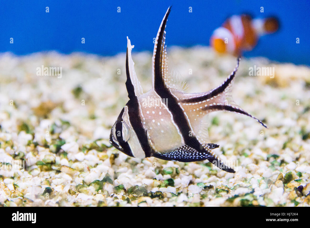 Foto di pesci di acquario apogon pterapogon kauderni Foto Stock