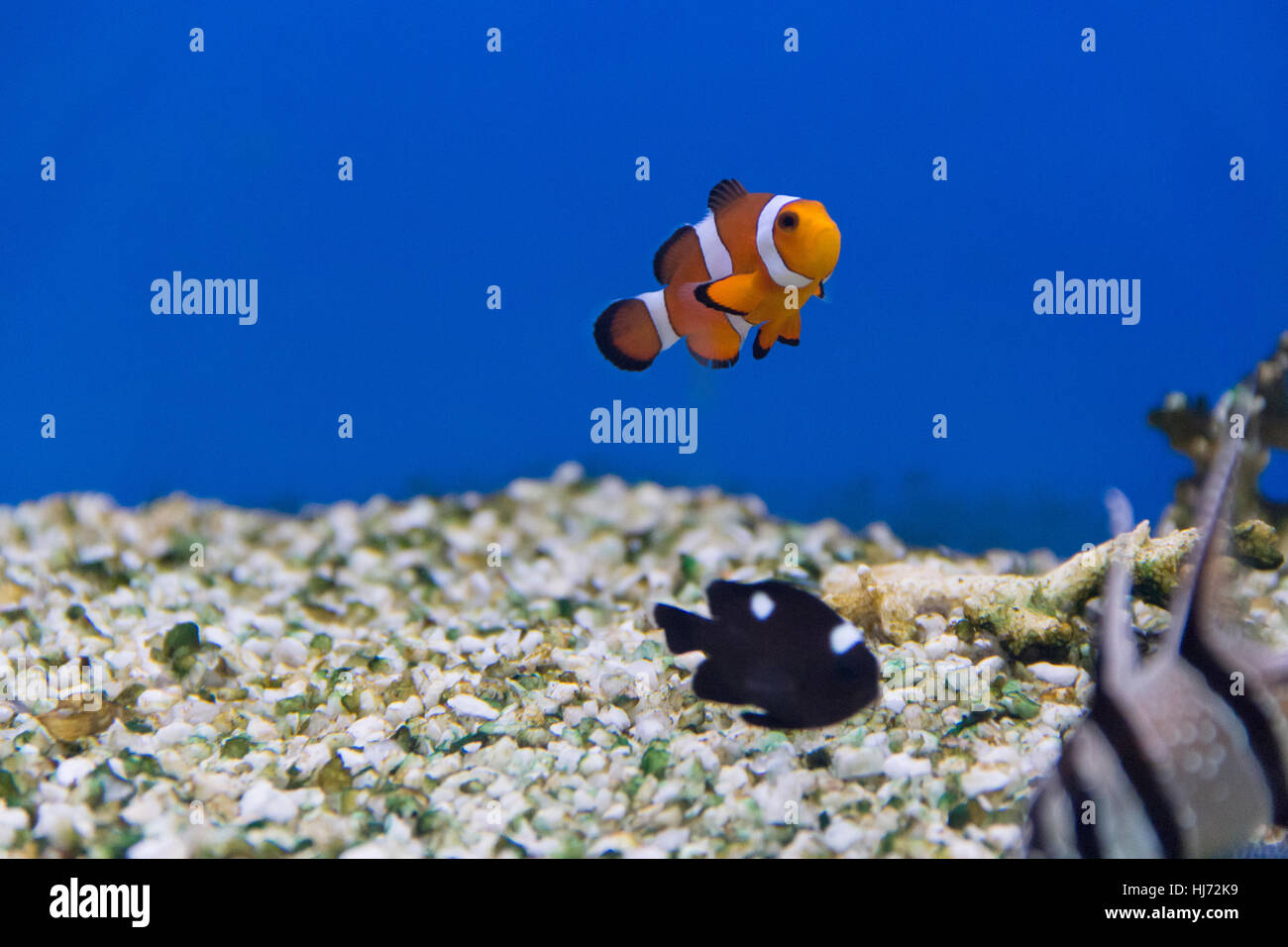 Foto di pesci di acquario di acqua salata Foto Stock