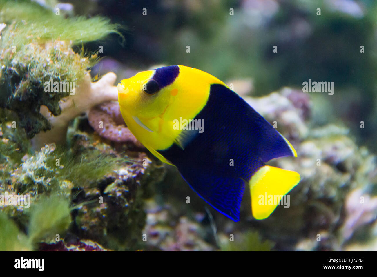 Foto di angelo pomacanthidae pesci di acquario Foto Stock