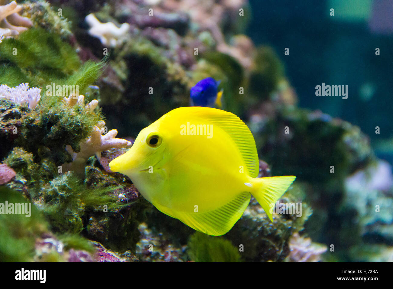 Foto di pesci zebrasoma giallo in acquario Foto Stock