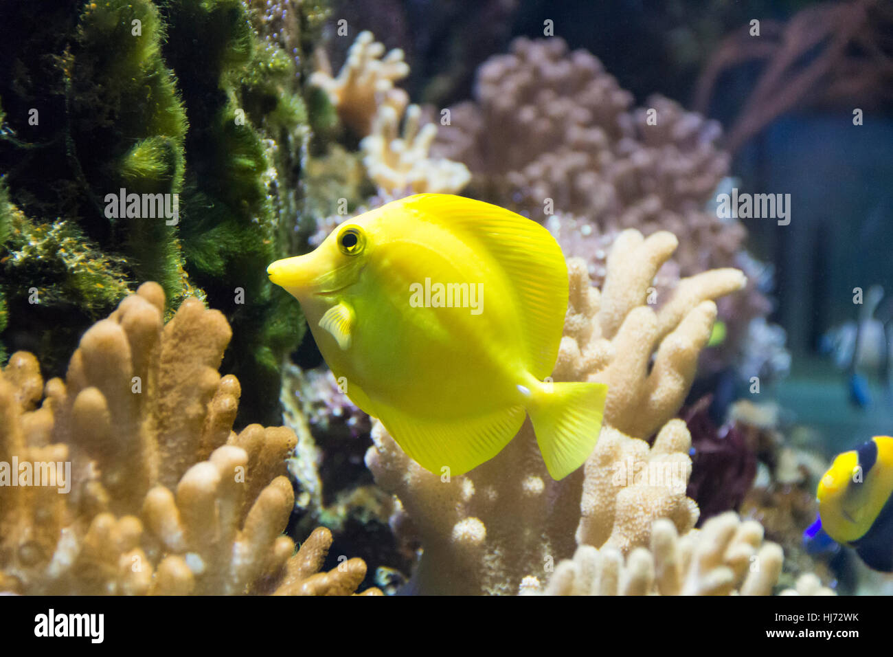 Foto di pesci zebrasoma giallo in acquario Foto Stock