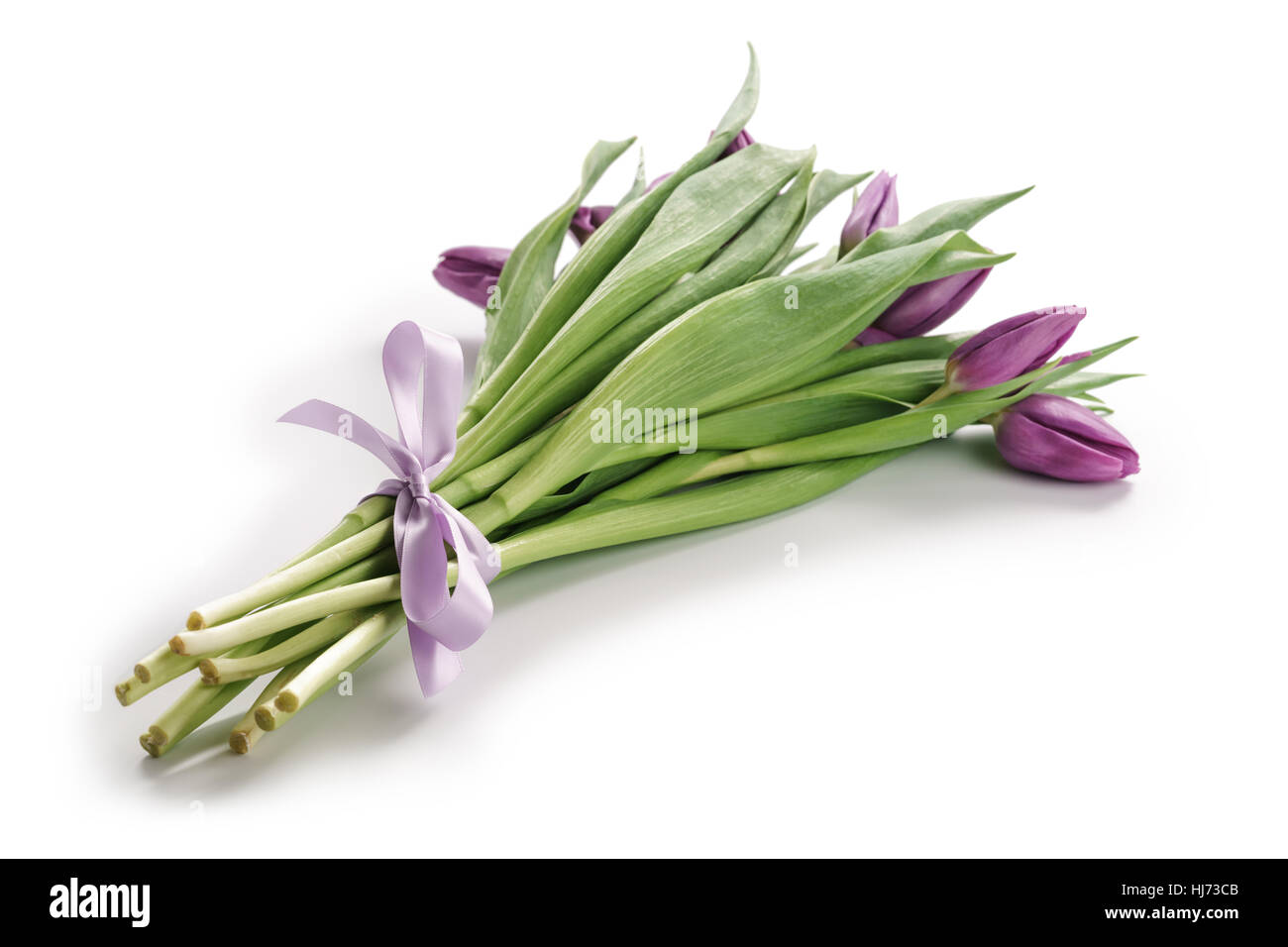 Freschi tulipani viola legate con nastro isolato su bianco Foto Stock