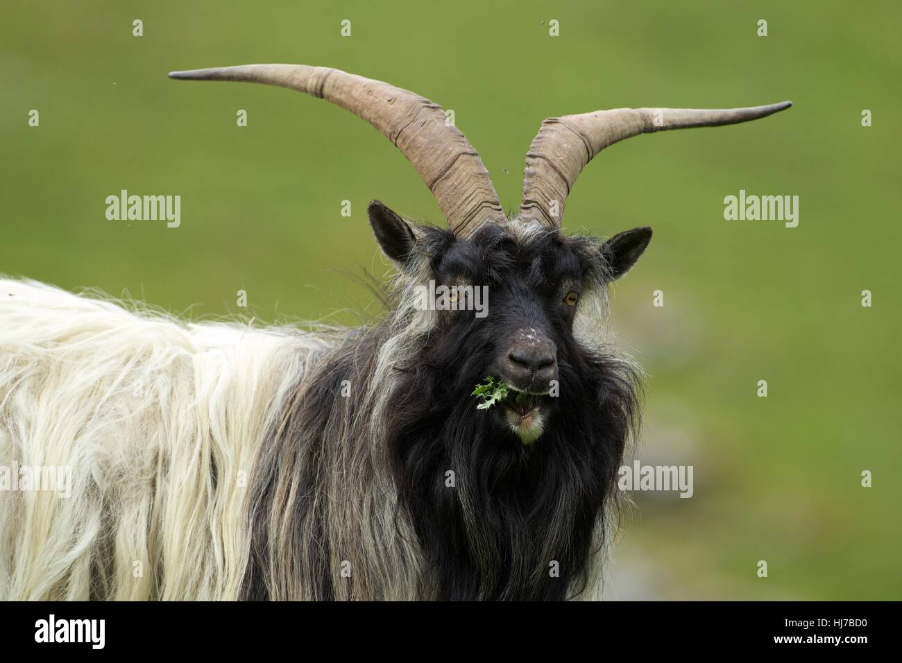 Feral caprone masticare thistle Foto Stock