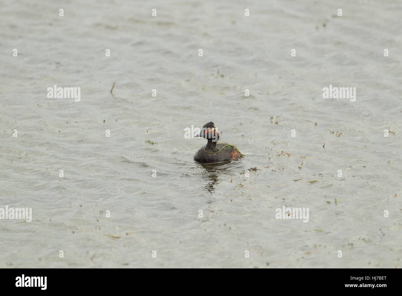 Maschio nero a collo svasso su un laghetto Foto Stock