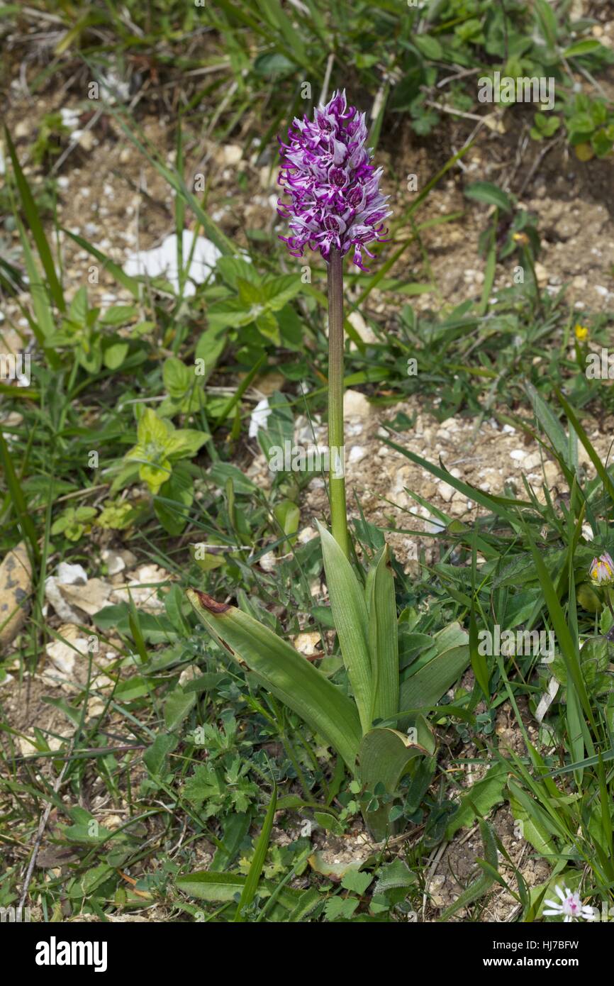 Orchide omiciattolo (Orchis simia), crescendo in Chalk prateria Foto Stock