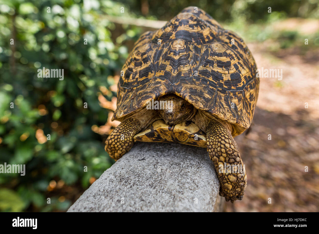 Leopard tartaruga (nascondendo la testa nel guscio), giallo il colore della pelle e Zanzibar, Tanzania Africa Foto Stock