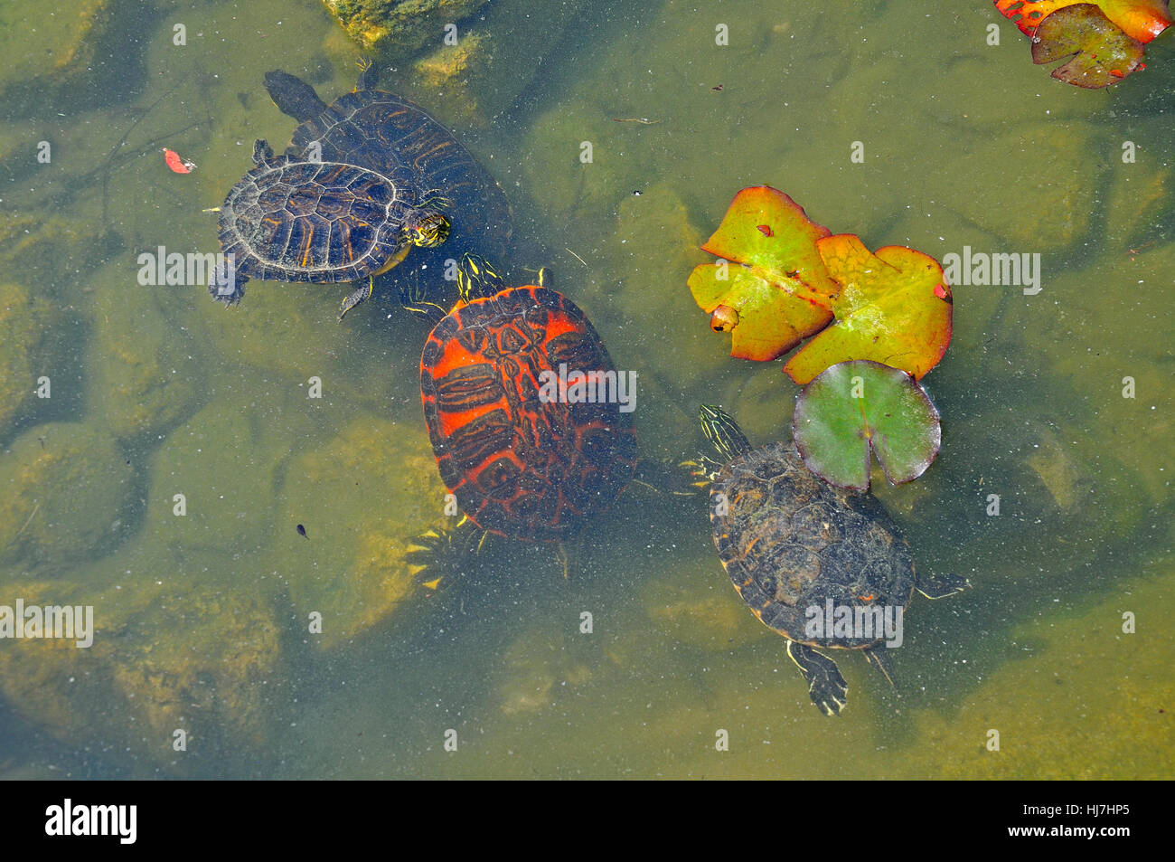 Le tartarughe di acqua dolce in stagno Foto Stock
